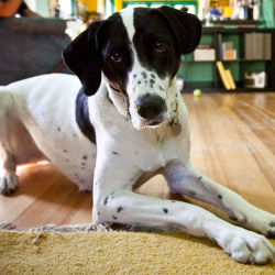 Dogwatch of Northwest Indiana, Valparaiso, Indiana | Indoor Pet Boundaries Contact Us Image