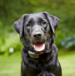 Dogwatch of Northwest Indiana, Valparaiso, Indiana | 1200Fence Contact Us Image