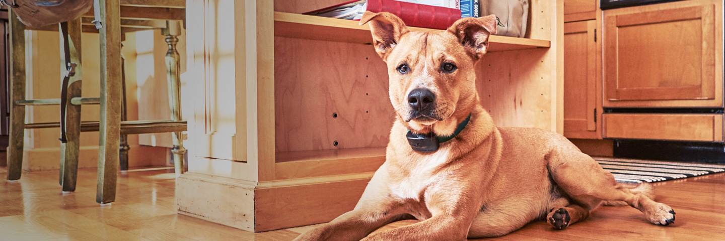 Dogwatch of Northwest Indiana, Valparaiso, Indiana | Indoor Pet Boundaries Slider Image