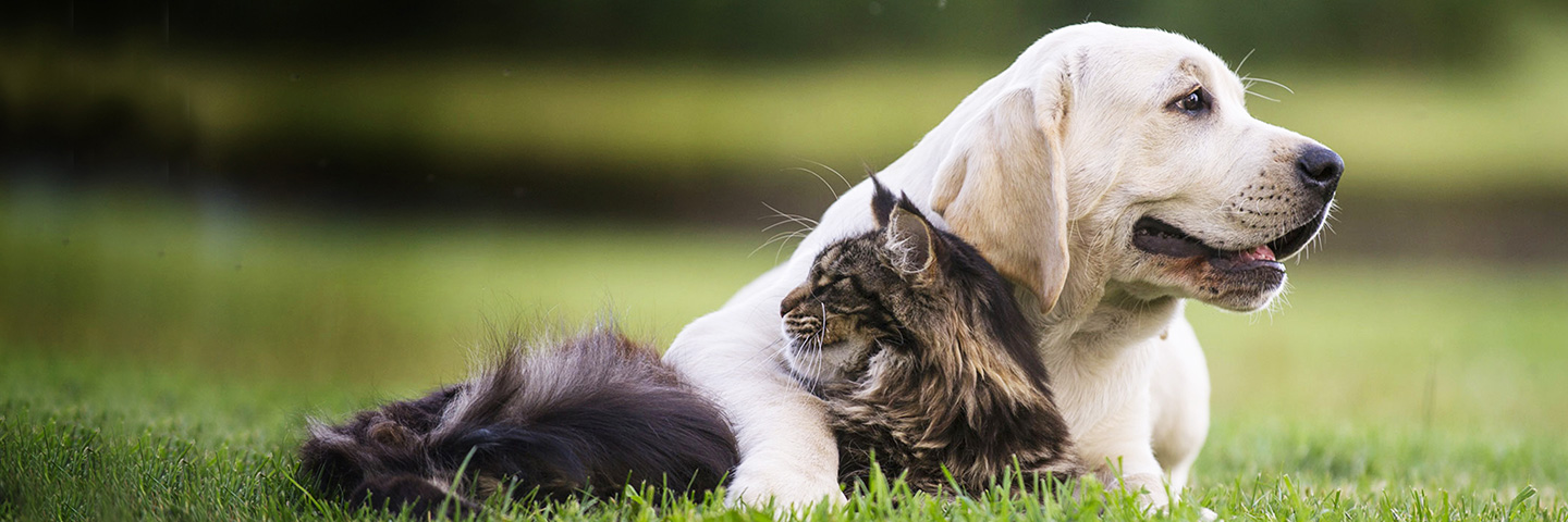 Dogwatch of Northwest Indiana, Valparaiso, Indiana | Cat Fences Slider Image