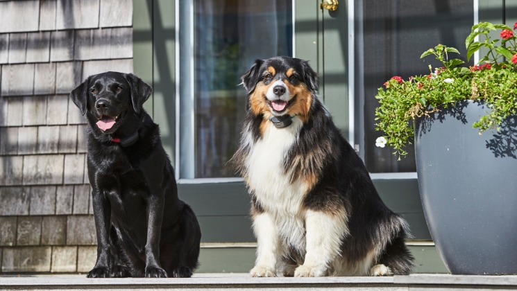 Black Labrador Retriever and Australian Shepherd sitting on porch