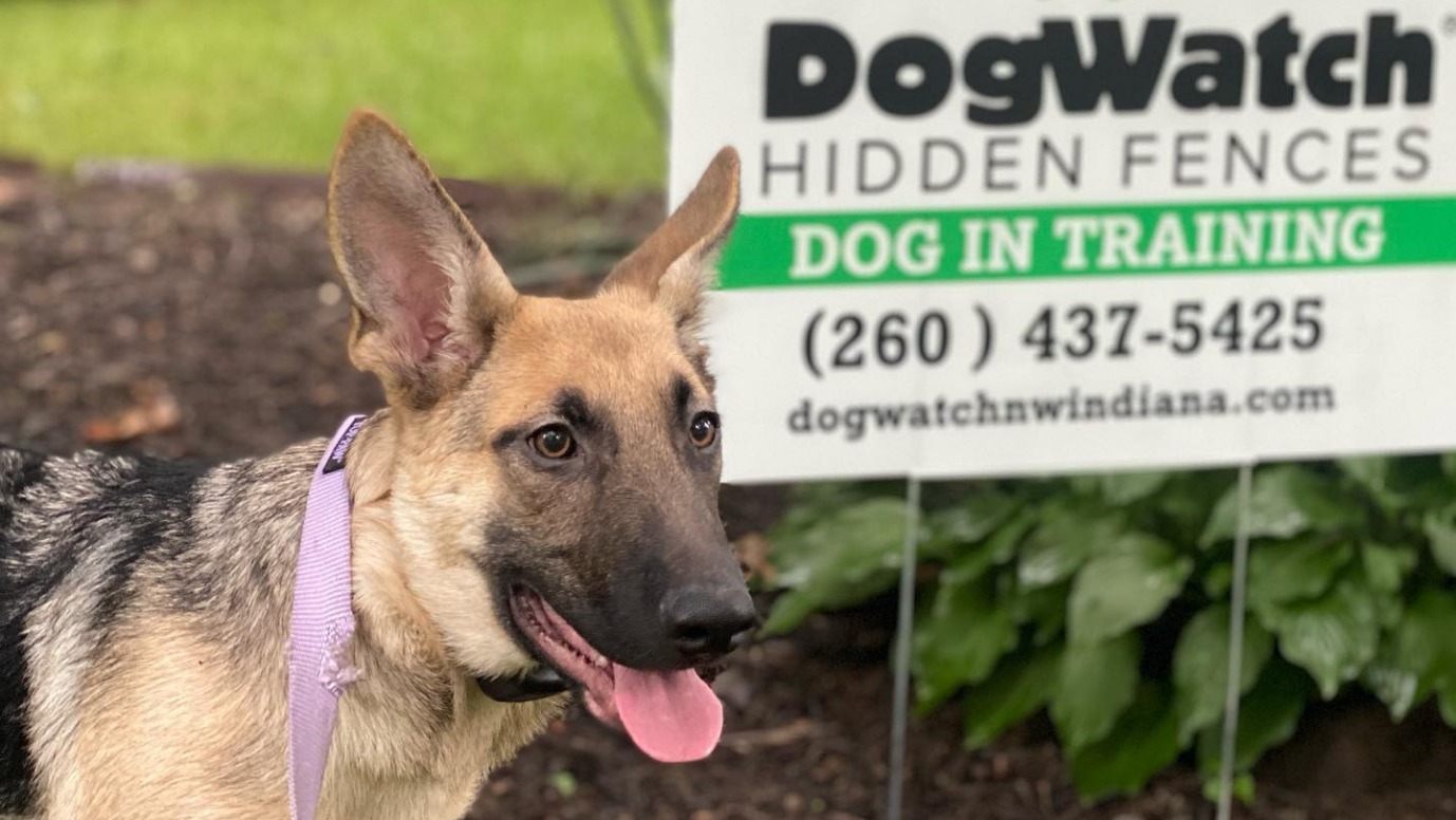 German Shepherd puppy standing next to DogWatch yard sign